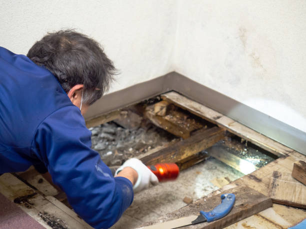 Best Office Mold Removal Services  in Bradley, WV