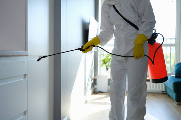 Best Emergency Mold Removal  in Bradley, WV