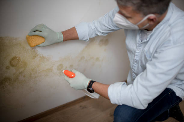 Best Mold Cleaning Services  in Bradley, WV