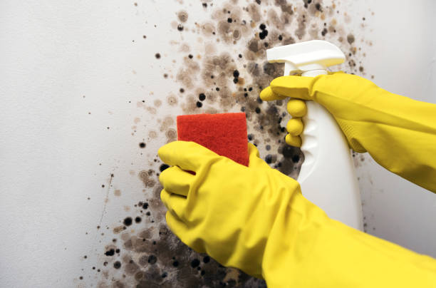 Best Home Mold Removal  in Bradley, WV