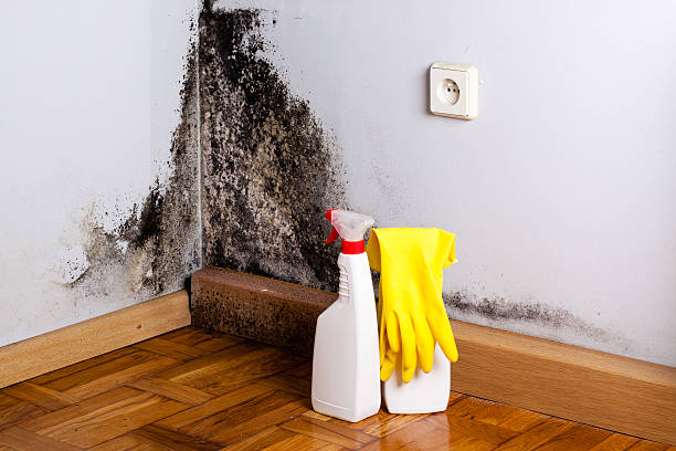Best Fast Mold Removal  in Bradley, WV