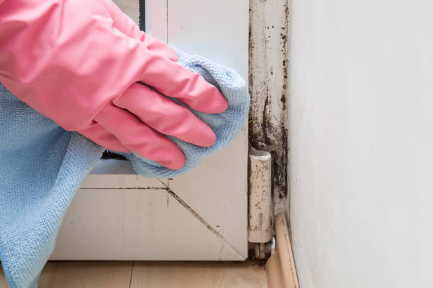 Best Affordable Mold Removal  in Bradley, WV