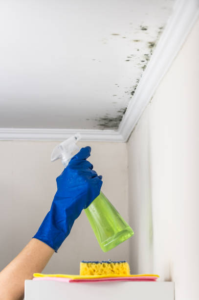 Best Residential Mold Removal  in Bradley, WV