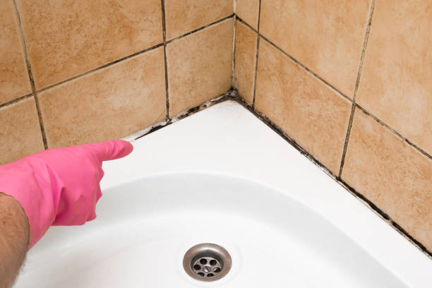 Best Local Mold Removal Service  in Bradley, WV