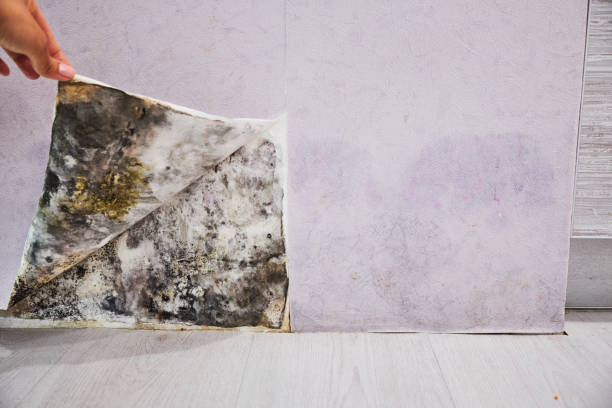 Reliable Bradley, WV Mold Removal Solutions